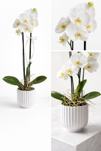 Cargar imagen en el visor de la galería, ORQUIDEA WHITE CERAMIC
