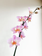 Cargar imagen en el visor de la galería, ORCHID
