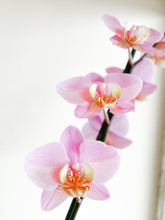 Cargar imagen en el visor de la galería, ORCHID
